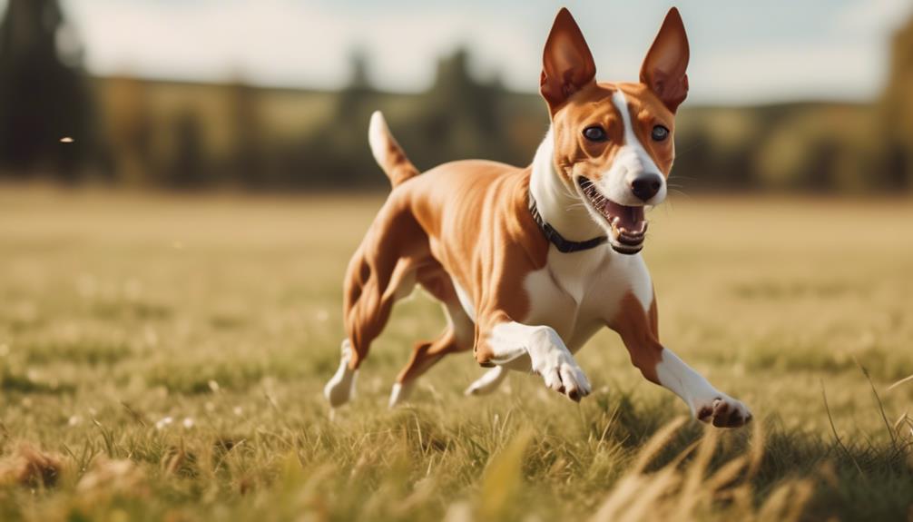fitness with energetic basenjis